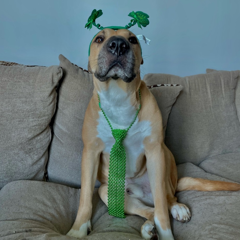 Meet your Posher, Adeline